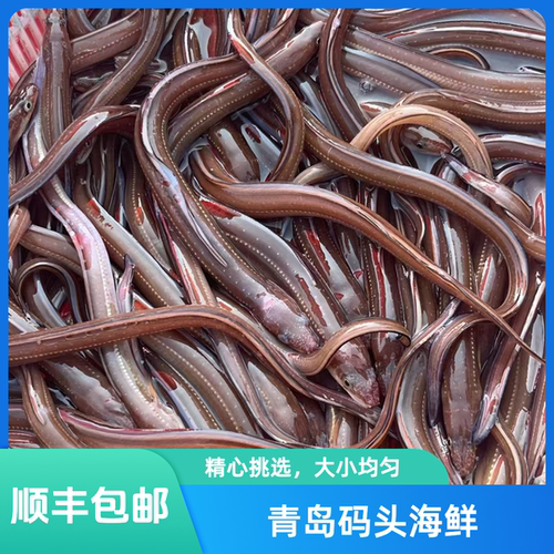 青岛本地中号鳗鱼七星鳗鱼顺丰包邮