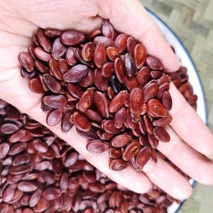 江西信丰特产赣南西瓜子炒熟原味红瓜子水煮生的熟的散装咸味农家