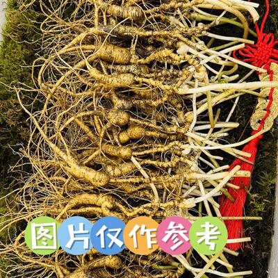 东北长白山特产高龄林下参林下籽参残参煲汤泡酒煮参茶经济款顺丰