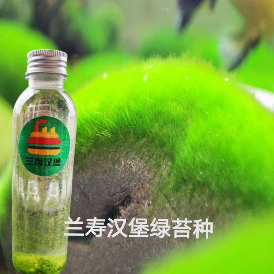 绿苔种短绒藻种长绒藻藻绿藻藻种鱼缸装饰造景鱼缸配件爆藻灯加氧