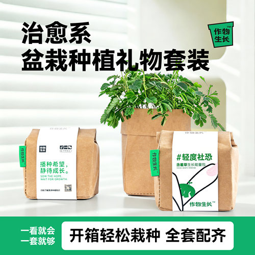 薄荷幸运草种植小盆栽园艺套装