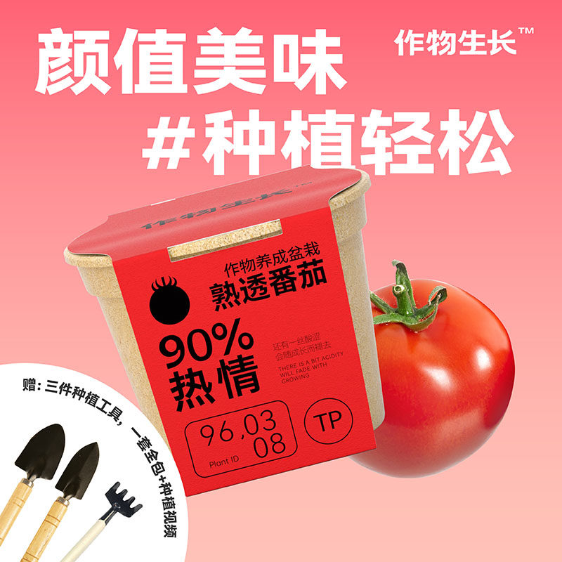 作物生长矮生小番茄阳台室内趣味儿童学生种植小盆栽水果植物种子