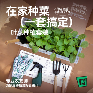 叶菜版 作物生长家庭园艺种植套装 可食用有机蔬菜种菜盆工具送种子