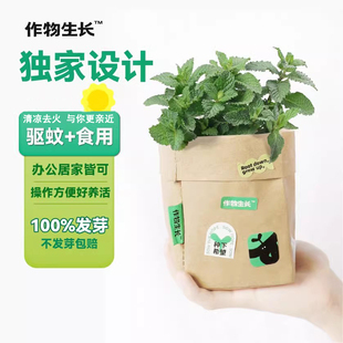 种籽阳台室内办公室趣味创意种植小盆栽diy 作物生长薄荷种植套装