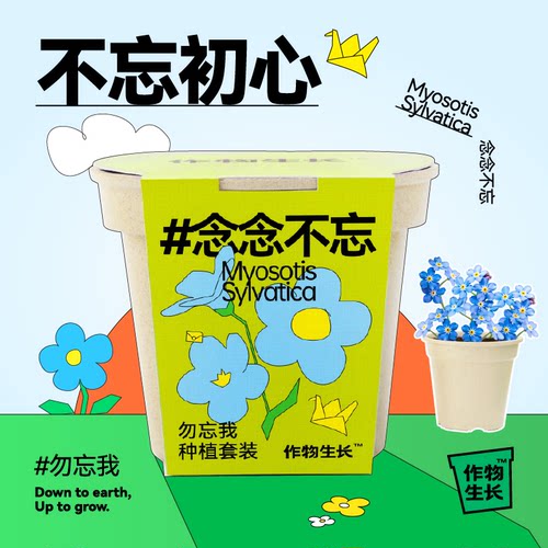 勿忘我盆栽花卉种植套装