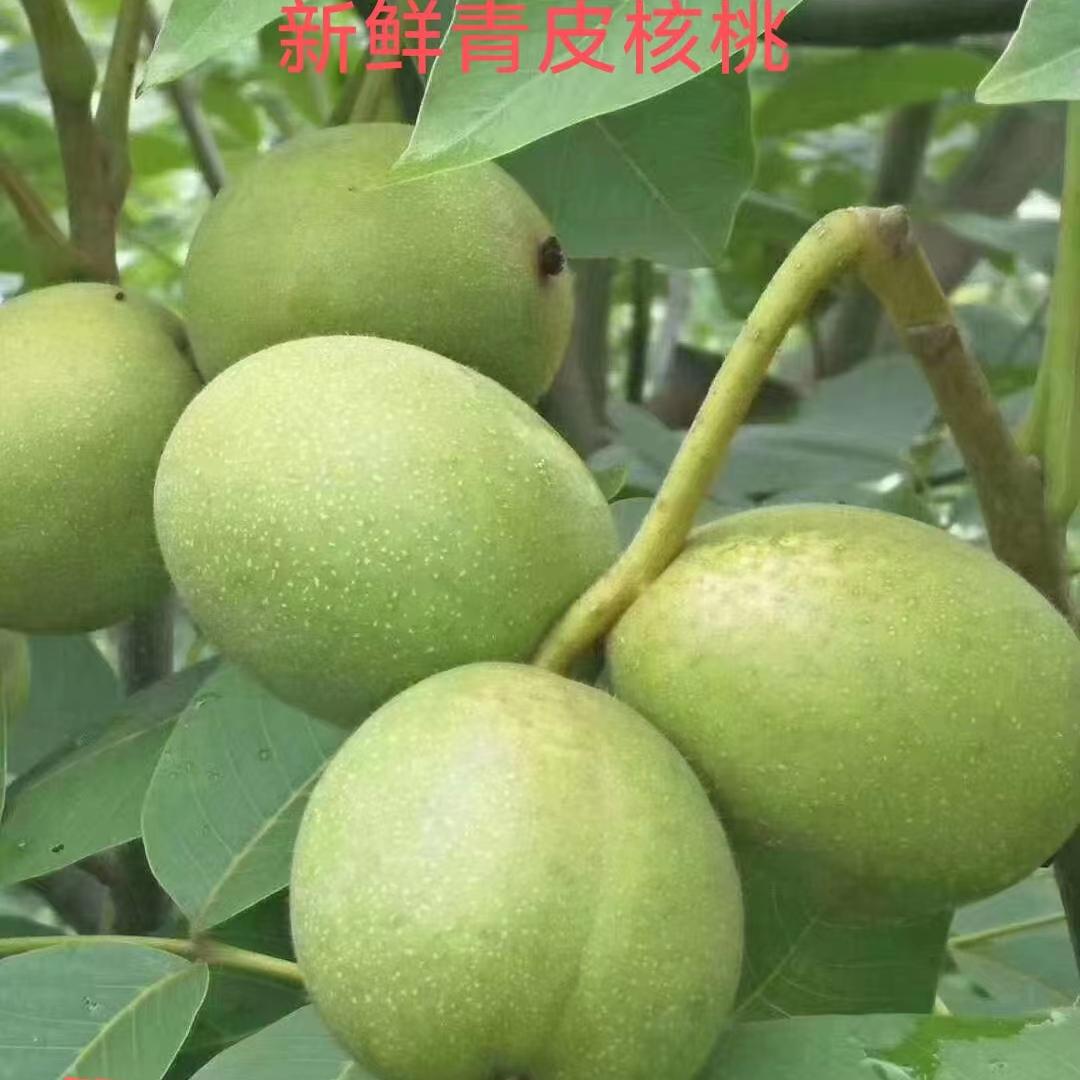 2025年云南带青皮去青皮新鲜湿核桃（非药用）