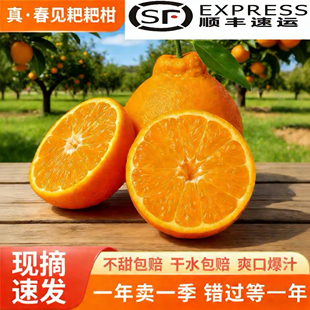 四川春见耙耙柑新鲜应季薄皮易剥9.5斤大果 送礼顺丰包邮现摘现发