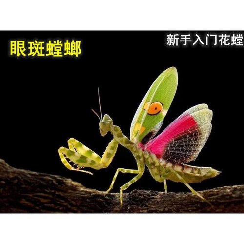 云南眼斑活体螳螂宠物爬虫大刀螳螂爬宠