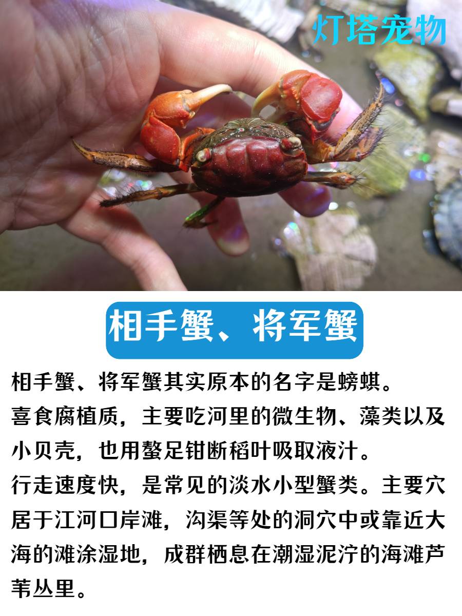 红鳌相手蟹宠物小螃蟹活体爬宠鱼缸观赏蟹深水蟹原生淡水蟹将军蟹