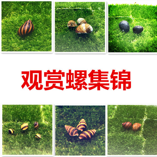 观赏螺活体工具螺除藻螺苹果螺蜜蜂螺斑马螺蜗牛宠物螺套餐