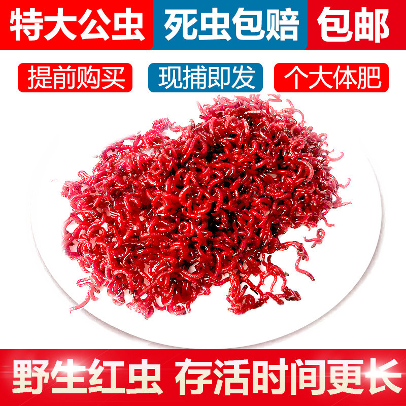 红虫活饵鲜活特大号公虫野钓蚯蚓鲫鱼鲤鱼饵料垂钓天津红虫喂鱼