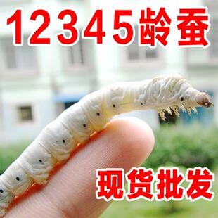 蚕宝宝活体学生养蚕套装1-5龄新鲜桑叶白色家蚕籽蚕卵七彩蚕包活