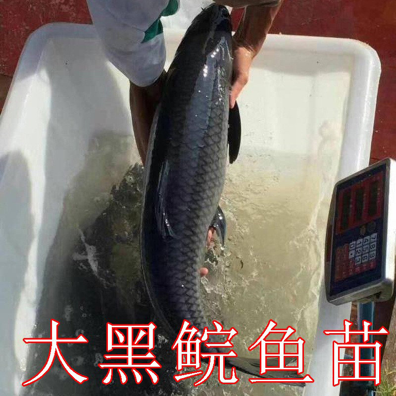 黑鲩鱼苗 青草鱼苗乌鲩鱼苗 螺蛳青鱼苗 黑草鱼苗 乌青鱼苗螺丝青