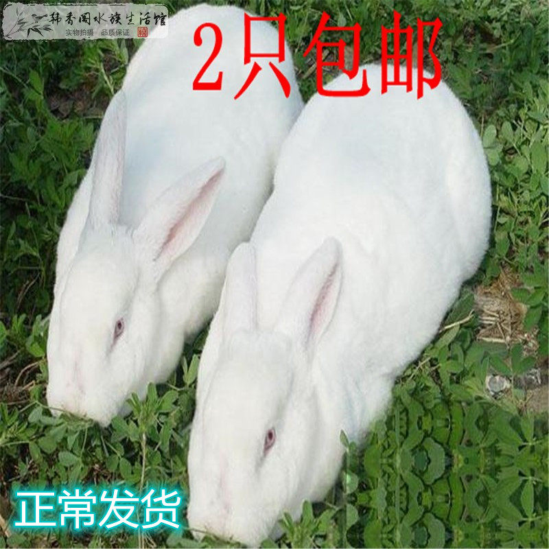 肉兔种活兔子家兔一对成年巨型宠物活物苗大活体食用家养小兔大型