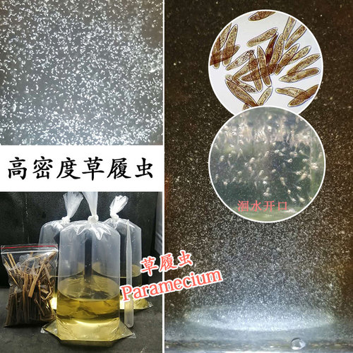 大草履虫种 培养液代替丰年虾教学实验包邮鱼苗开口活体饲料 洄水
