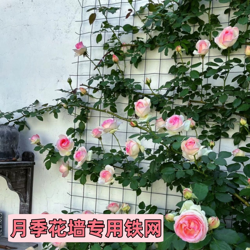 月季花墙专用铁丝网格