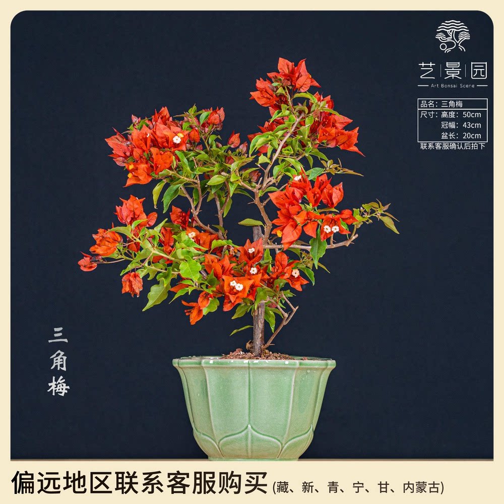 三角梅 室内外精品 高端盆景 植物