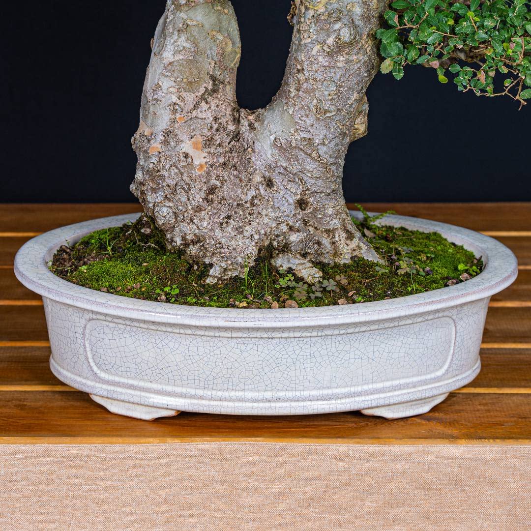 定制老桩榆树 中式茶桌 古风寓意 盆景艺术 精品盆景