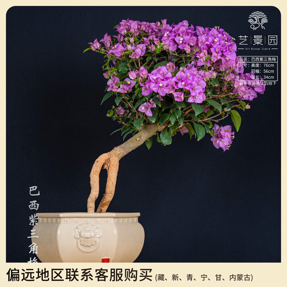 巴西紫三角梅 淡紫色鲜花盆栽 提根造景室内观赏盆景