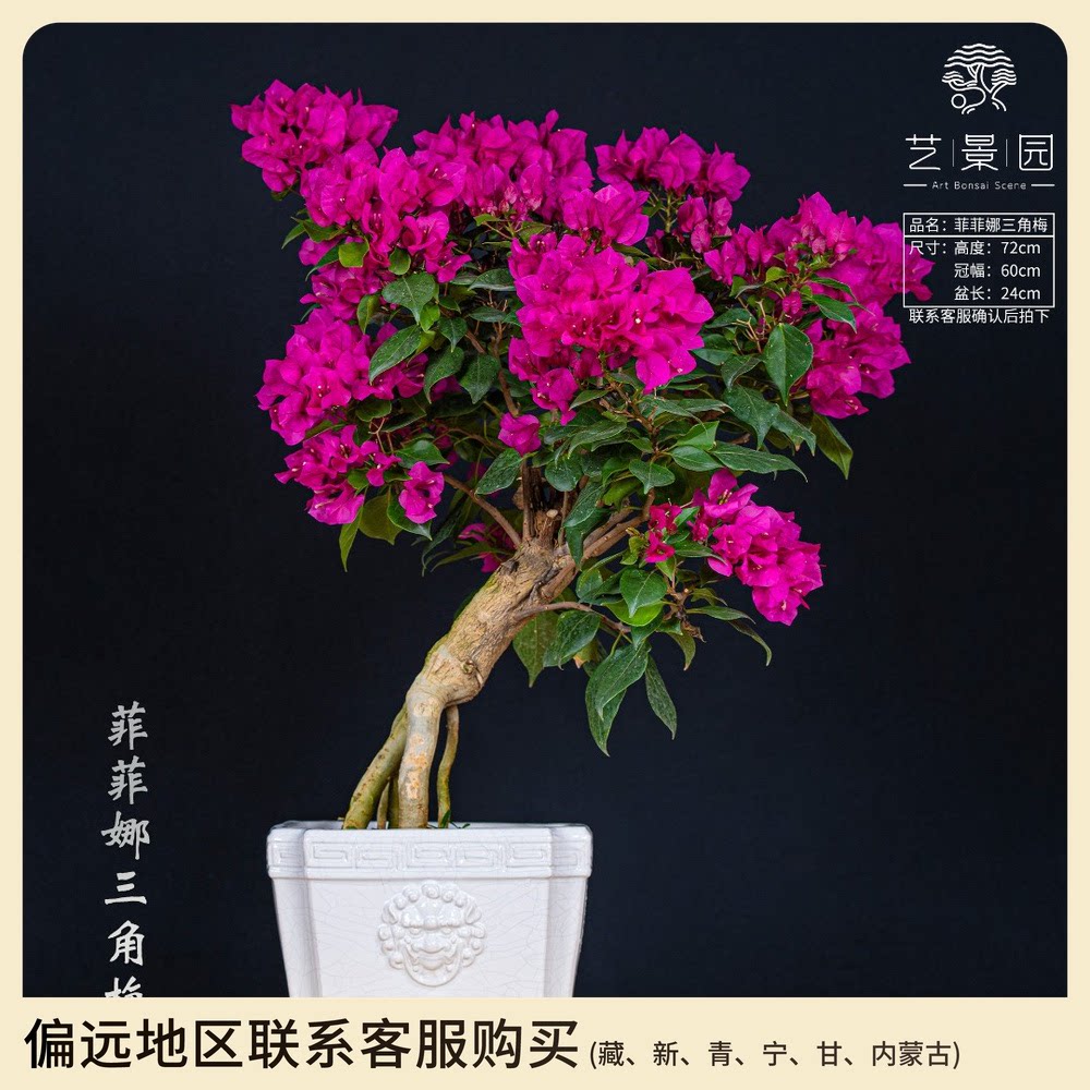 菲菲娜三角梅 紫色花朵绿植盆栽室内桌面观赏鲜花盆景