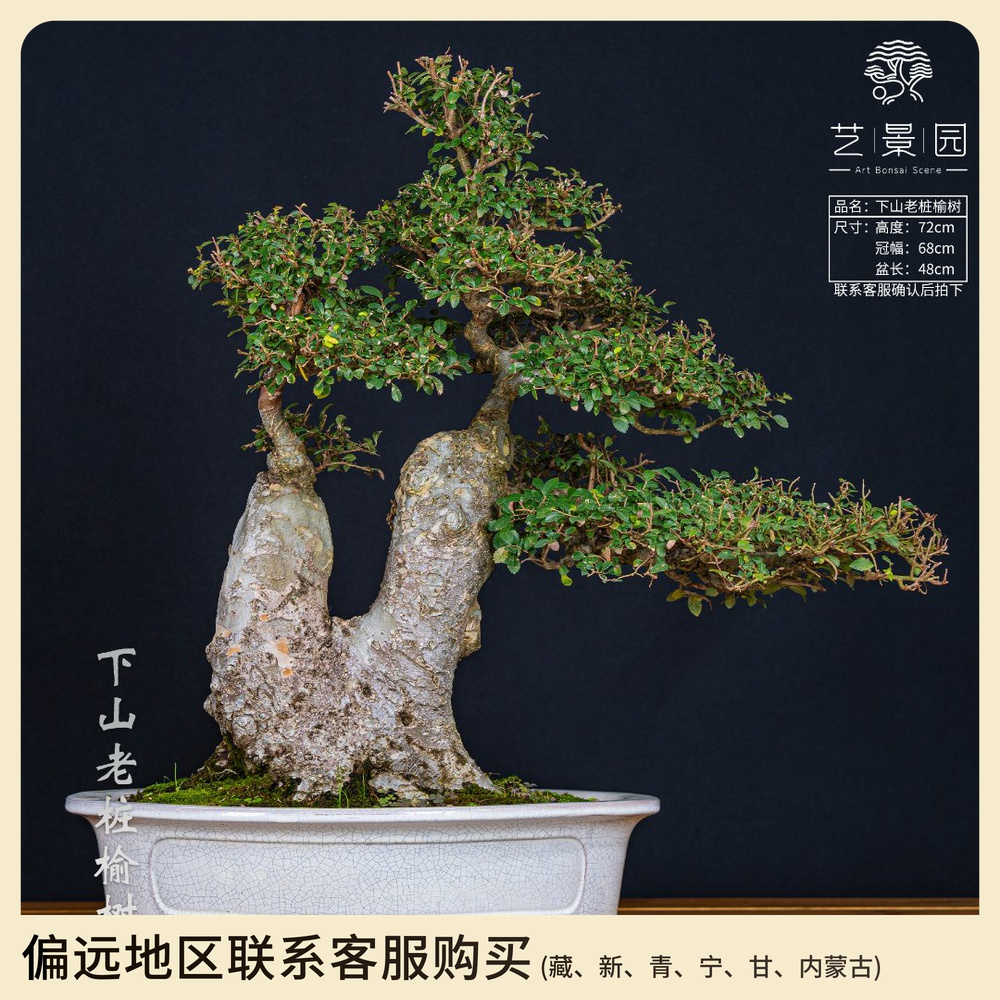 老桩榆树 中式茶桌 古风寓意 盆景艺术 精品盆景