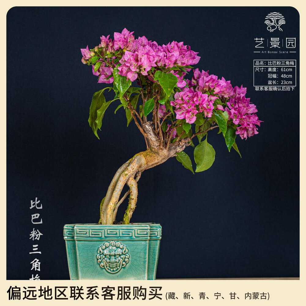 比芭粉三角梅 粉色花朵绿植盆栽室内桌面观赏鲜花盆景