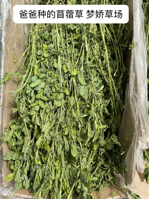 25年烘干苜蓿草幼兔龙猫粮食草料苜蓿草干草荷兰猪牧草粮毛重1KG