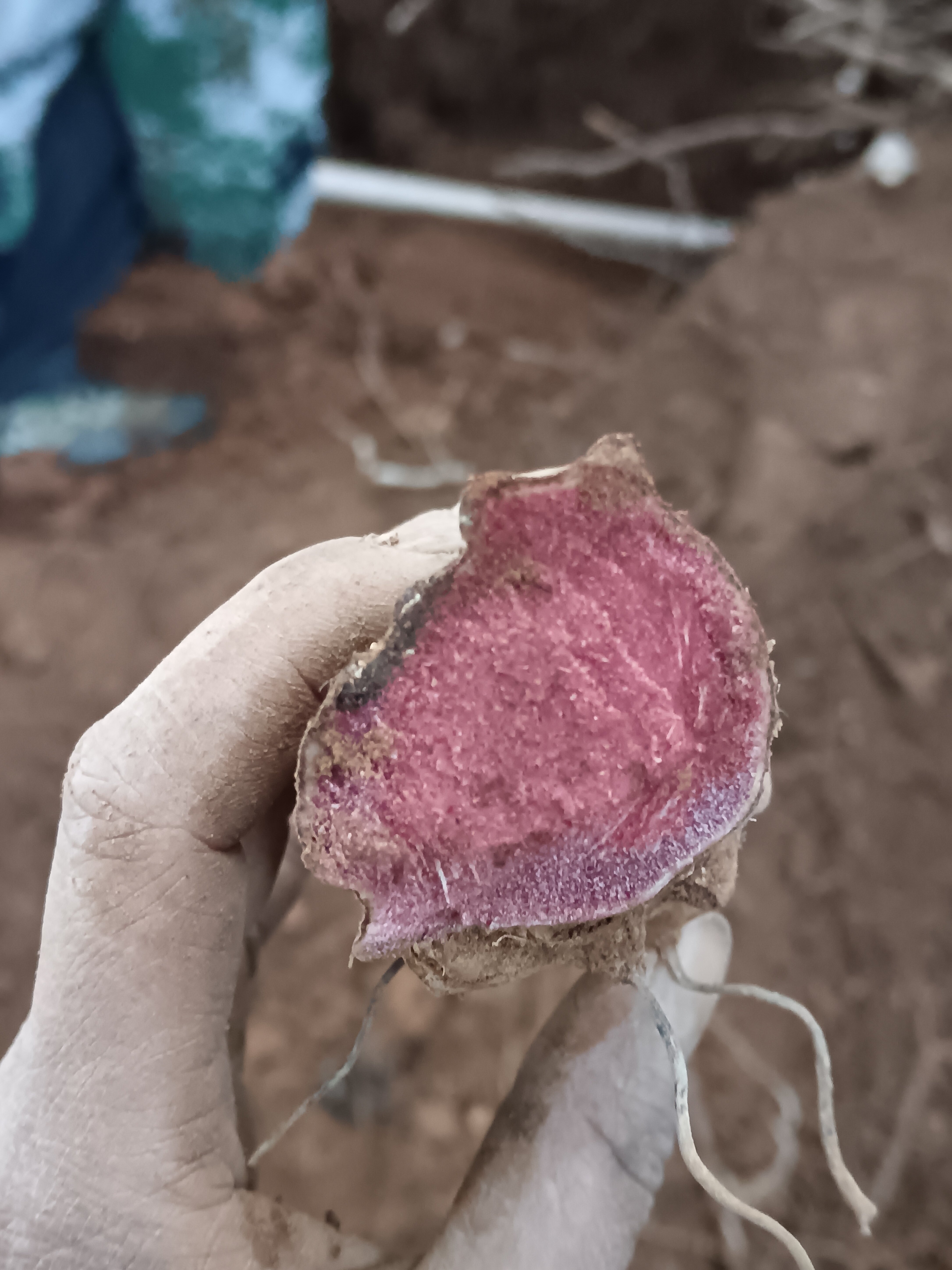 云南原生态深山红肉土茯苓正品红
