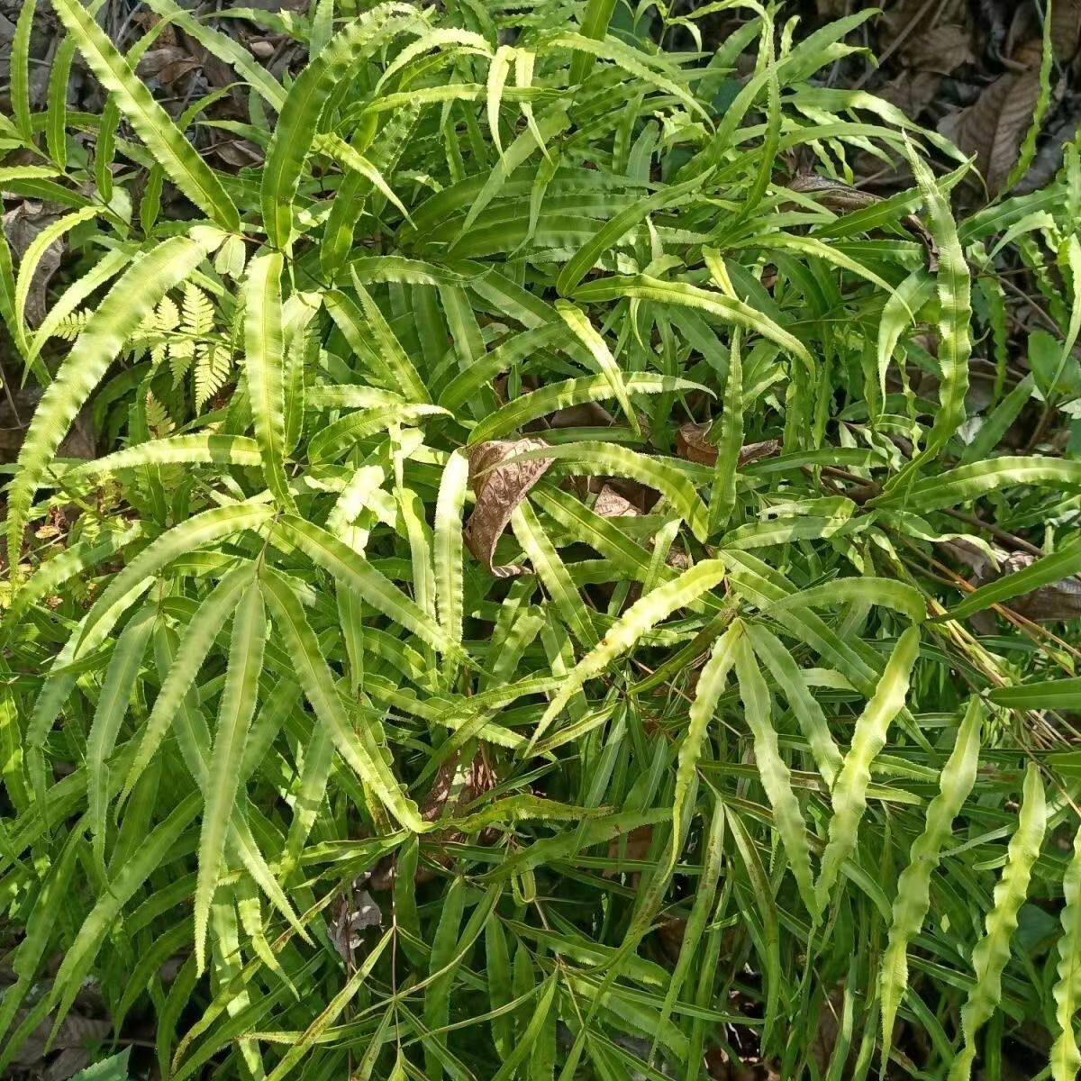 云南带根凤尾草新鲜种苗中药材金