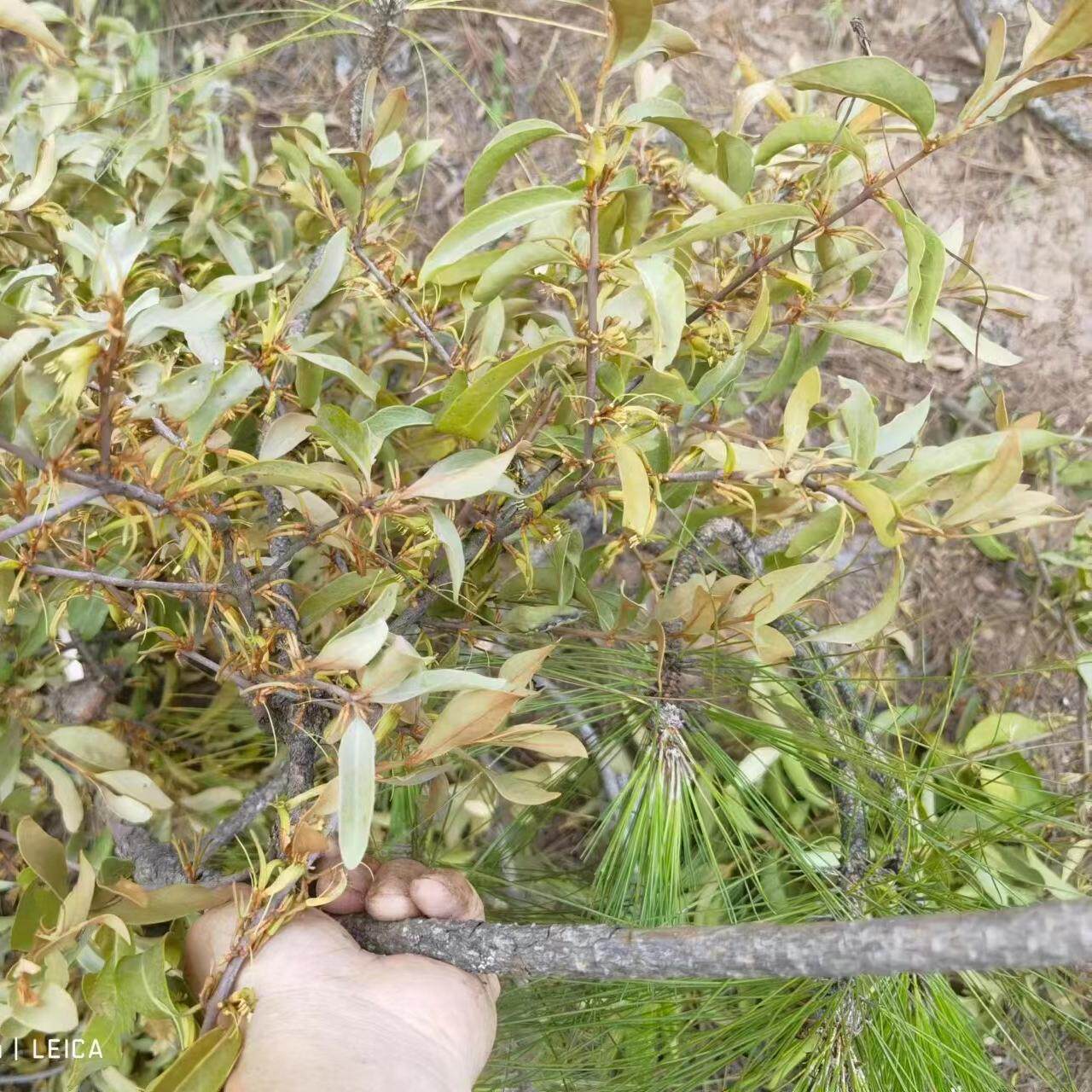 云南正宗松树寄生原生态新鲜寄生茶药用寄生泡水特级现采
