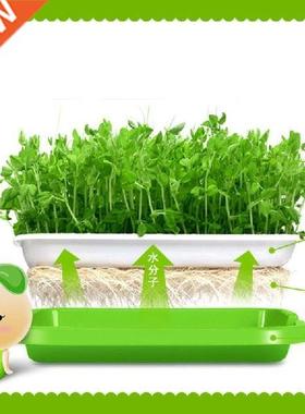 Baki Pemisah Biji BPA Gratis PP Bebas Tanah Wheatgrass