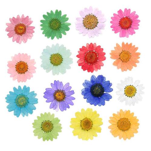 120pcs Pressed Press Dried Daisy Dry Flower Plants For Epoxy