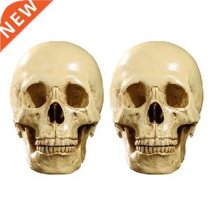 2X Model 1: 1 Resin Human Skull Anatomical Teaching