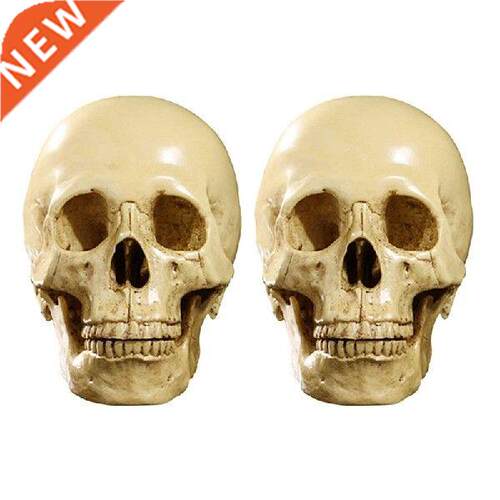 2X Model 1: 1 Resin Human Skull Anatomical Teaching