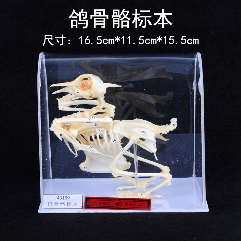 鸽骨骼标本 鸟类骨骼标本 生物标本 鸽子骨架模型 教学仪器初中高