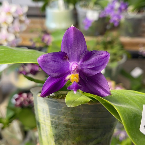 347  2.8寸三梗JG2322（福利）