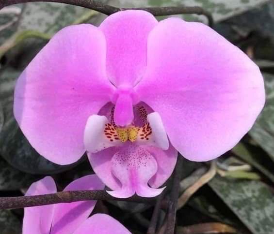 清华花卉原种趣味蝴蝶兰虎斑西