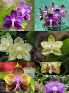 清华花卉基地直销原生种趣味蝴蝶兰花进口花卉绿植弥陀新品种