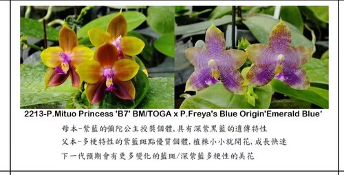 清华花卉基地直销原生种蝴蝶兰趣味盆栽绿植阳台K2213