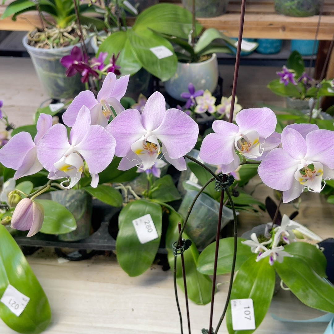 1949  2.5寸双梗SWRM312粉桑得