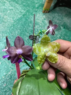 清华花卉原种趣味蝴蝶兰弥陀Amm19