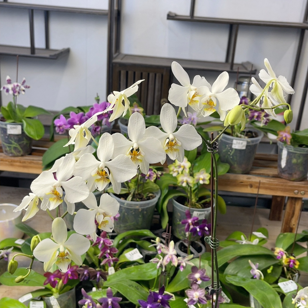 1708  5寸SWR22JW（香）叶微瑕,鲜花速递/花卉仿真/绿植园艺,绿植,淘宝优惠券,粉丝福利购,淘宝优惠卷