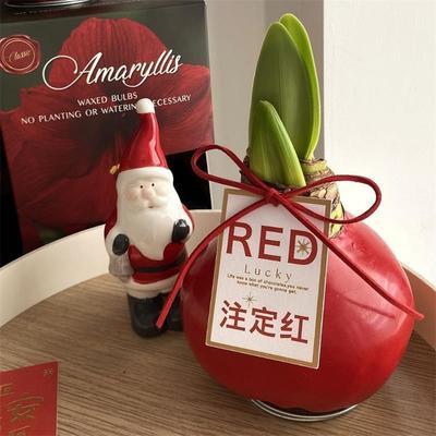 蜡封朱顶红包对版蜡球进口年宵花