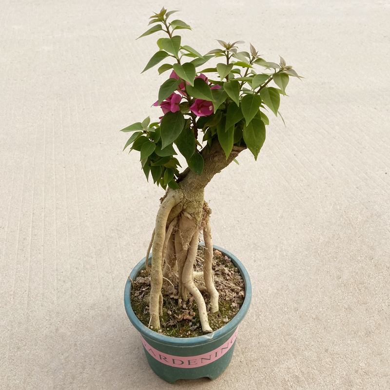 小桃红提根e盆栽多季开花塔紫老桩造型盆景室内阳台庭院花卉绿植