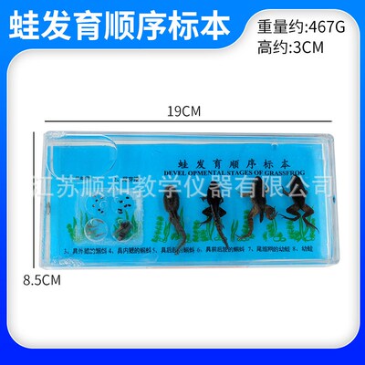 蛙发育顺序标本生物实验标本J43006 小学科学实验 蛙发育顺序标本