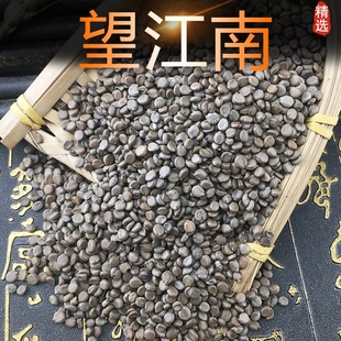 望江南天然纯新货包邮中药材望江南子羊角豆 山绿豆 伸筋豆头晕草