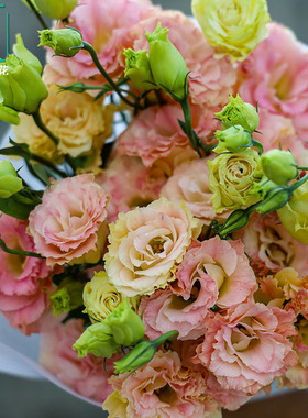 云南鲜花洋桔梗鲜切花水养花束基地直发绿色洋桔梗教师节鲜花批发