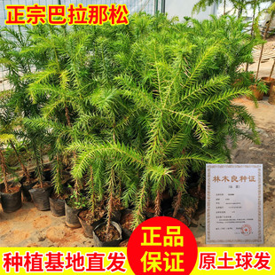 正宗巴拉那松树苗巴西进口树种大拇指松子树苗云南种植基地直发树