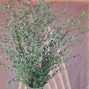 云南鲜花细叶尤加利叶一束基地现采直发鲜花切配草花室内插瓶水养