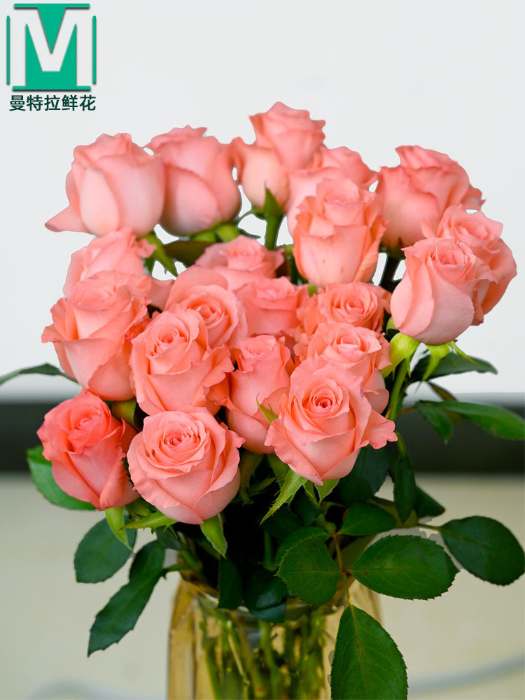 鲜花速递戴安娜玫瑰花云南昆明斗南基地顺丰直发花玫瑰水养鲜切花